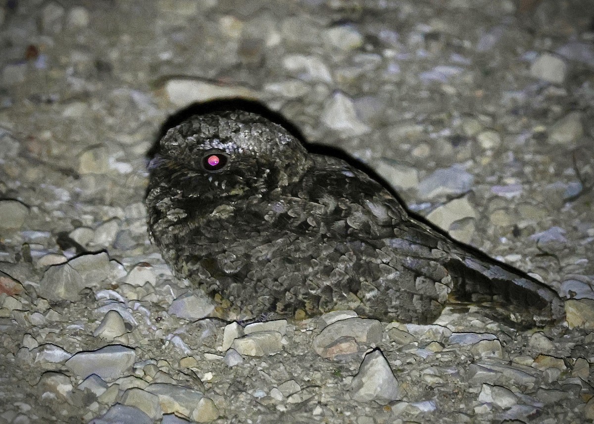 Common Poorwill - ML646674330