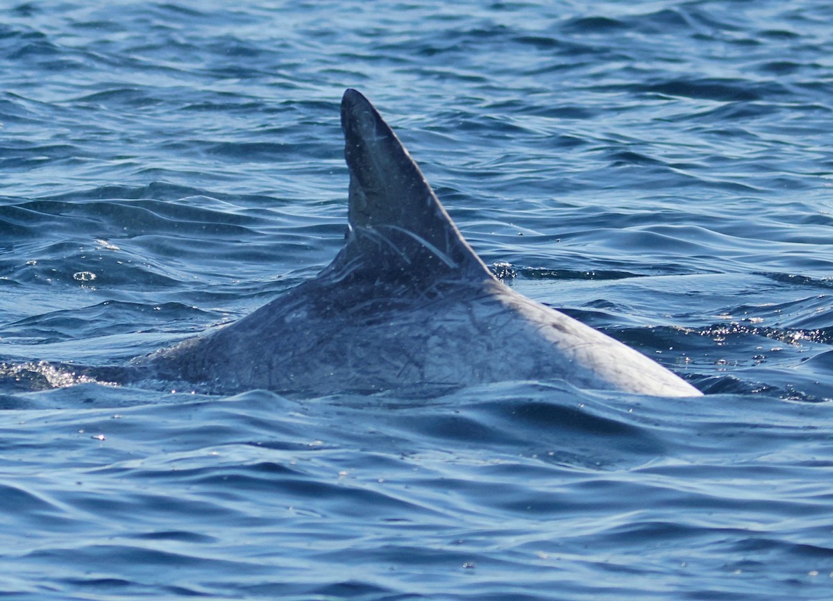 Animals - ML646674331