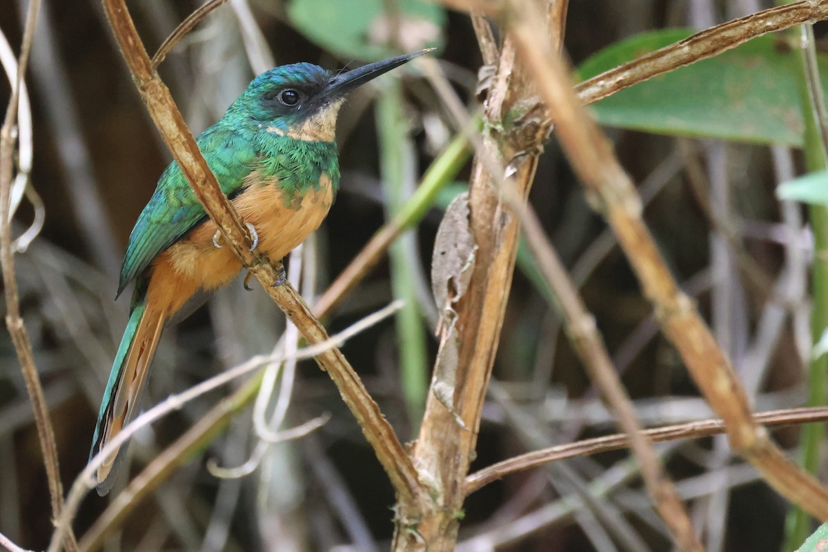 leskovec neotropický - ML646674332