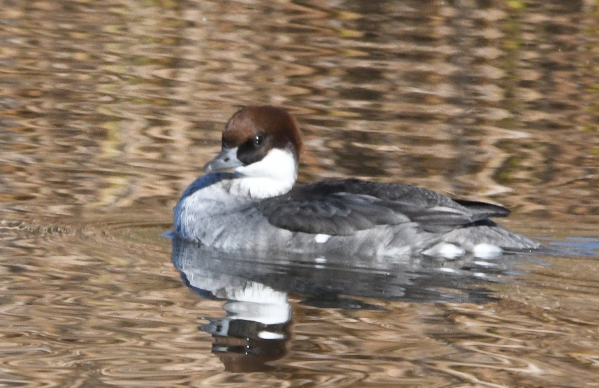 白秋沙 - ML646674333