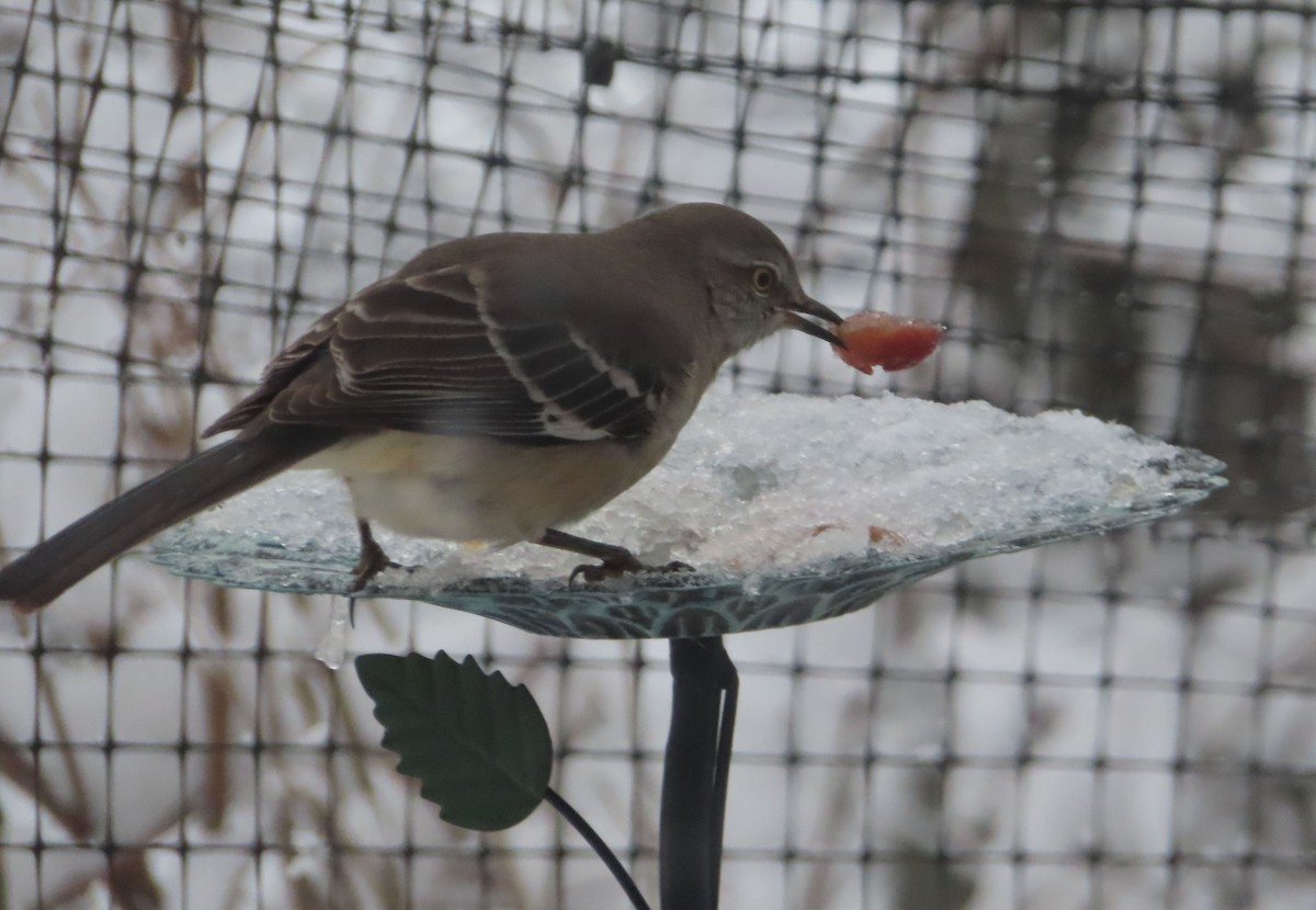 Northern Mockingbird - ML646674334