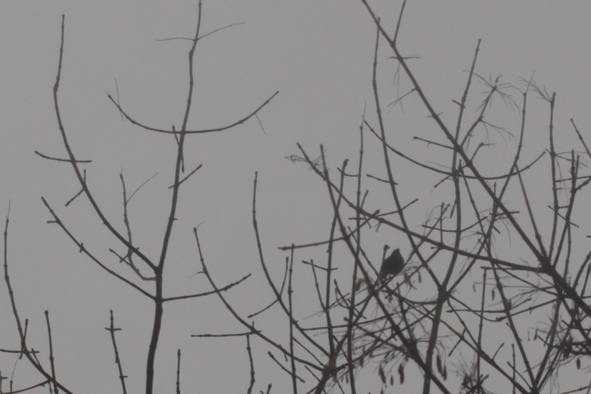 Steller's Jay - ML646674341