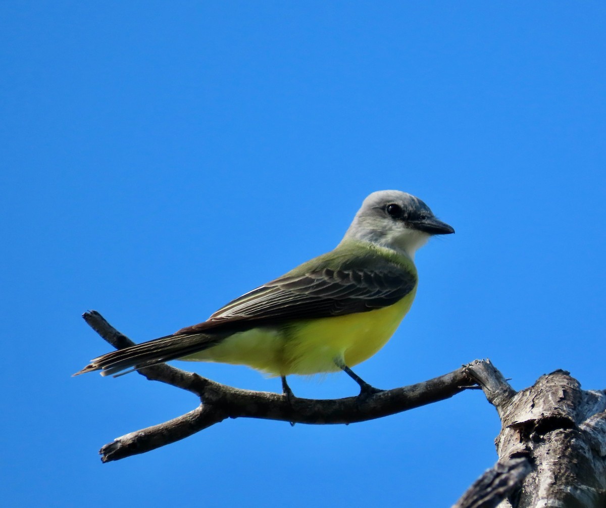Couch's Kingbird - ML646674342