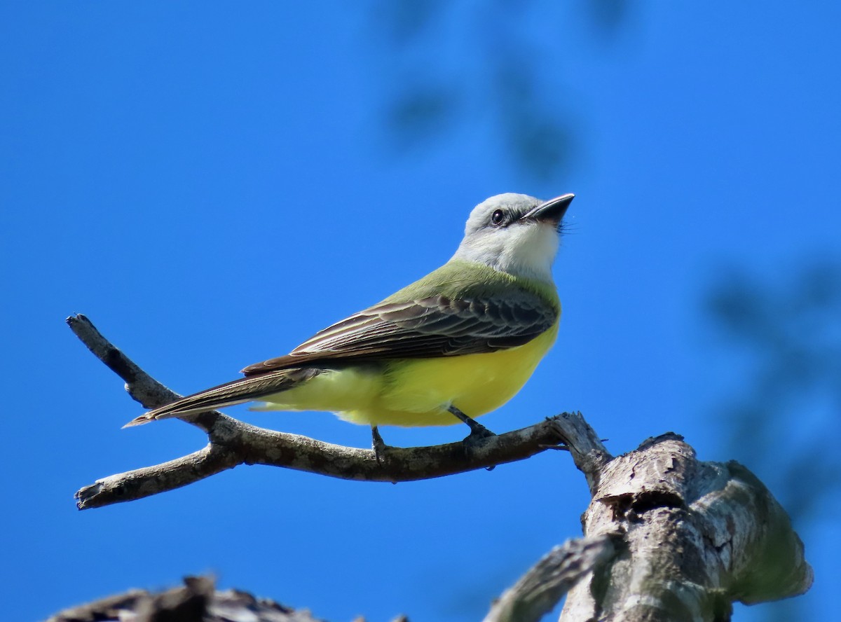 Couch's Kingbird - ML646674343