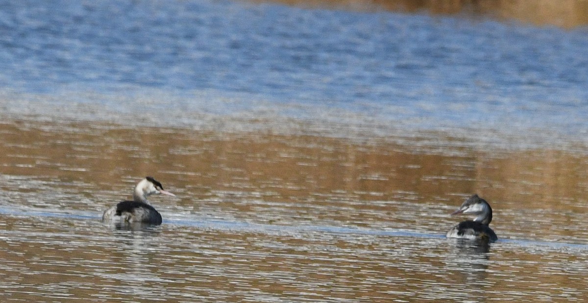 冠鸊鷉 - ML646674344