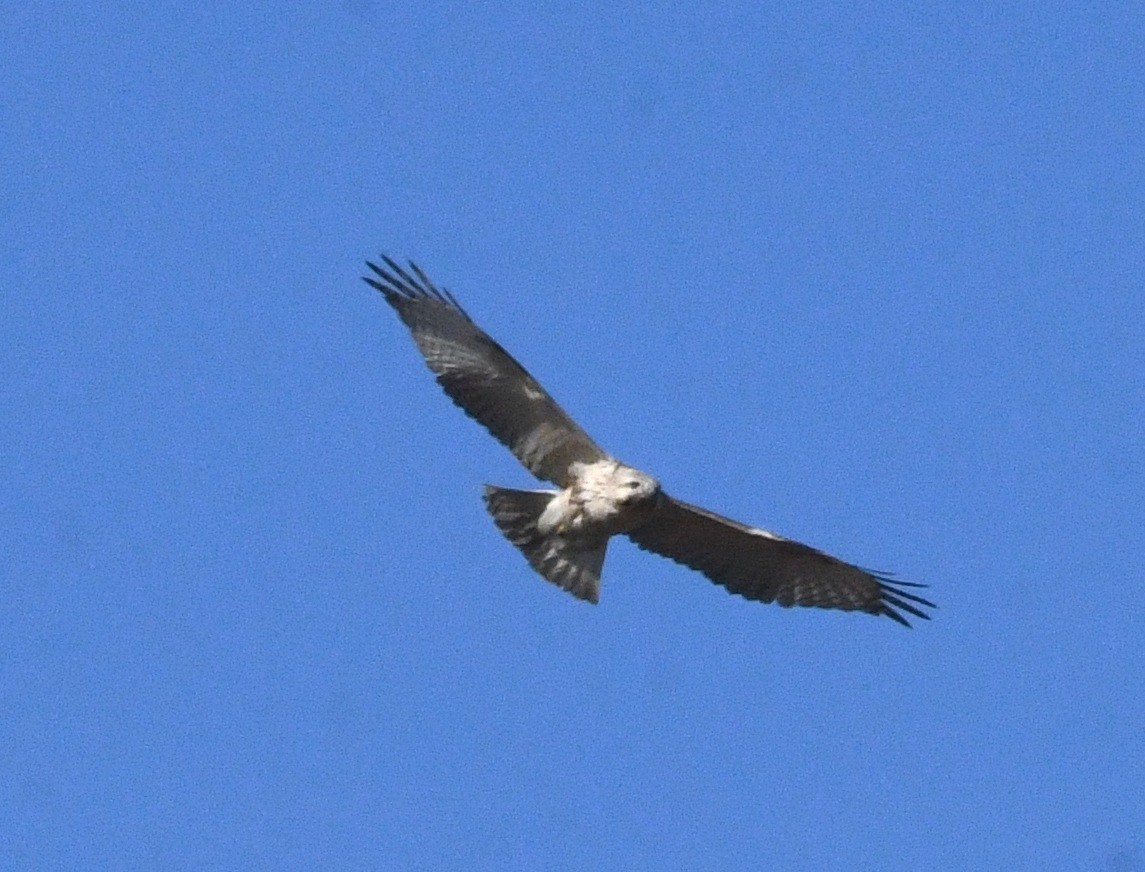 東方鵟 - ML646674345