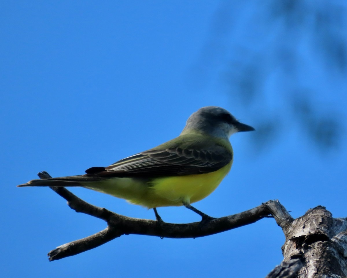 Couch's Kingbird - ML646674346