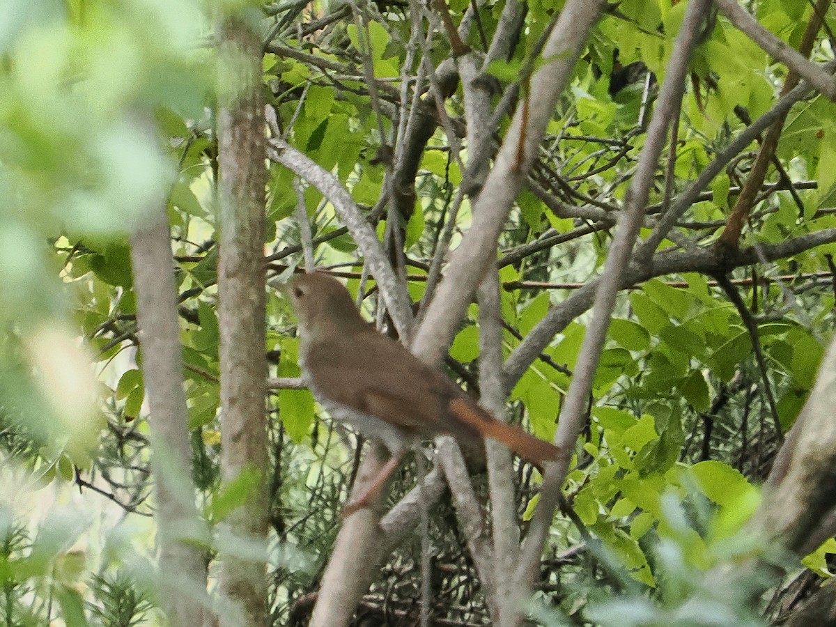 Hermit Thrush - ML646674347