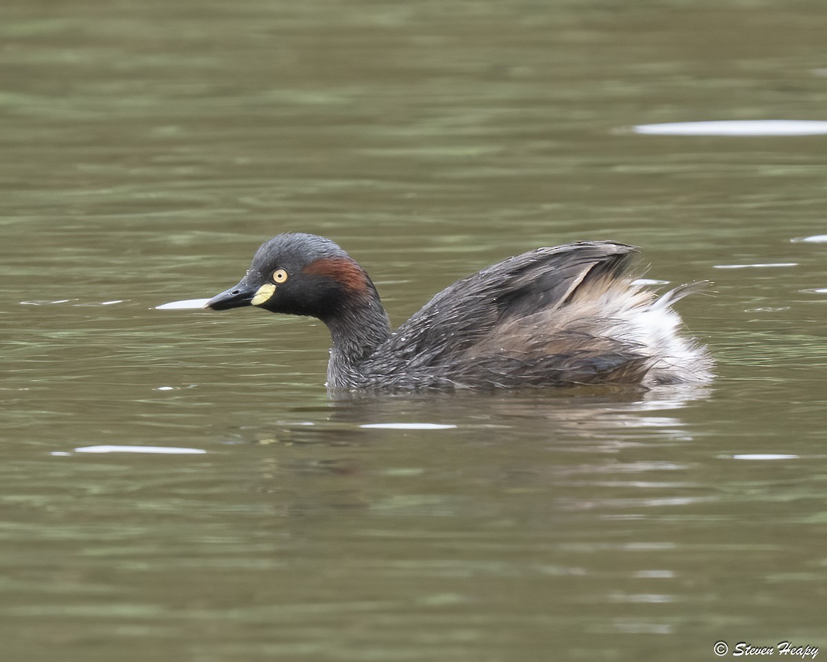 Australasian Grebe - ML646674354