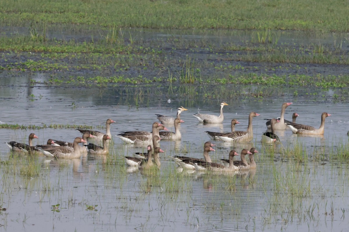 grågås - ML646674356