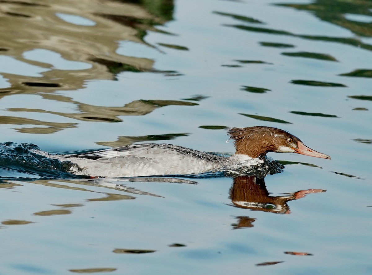 Common Merganser - ML646674366
