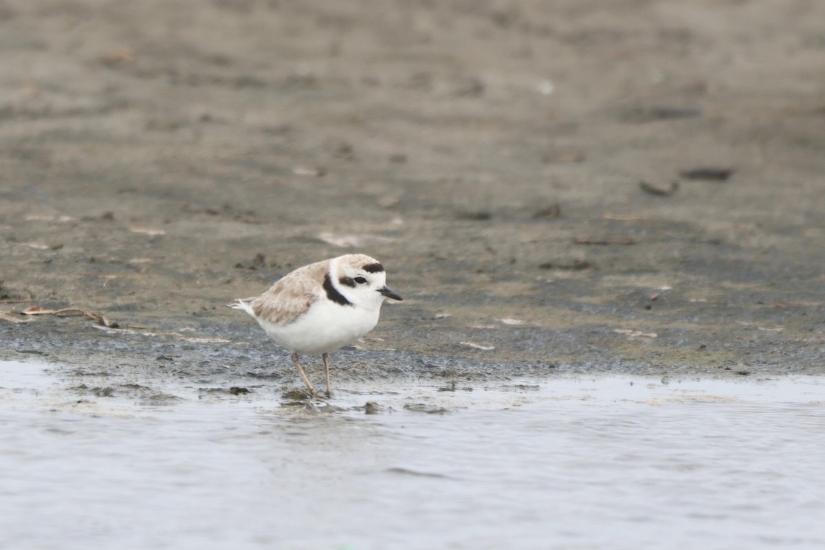Snowy Plover - ML646674368