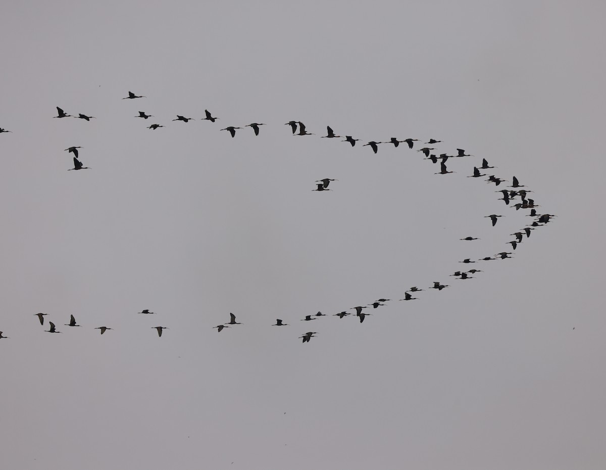 Гялаан билүүс - ML646674370