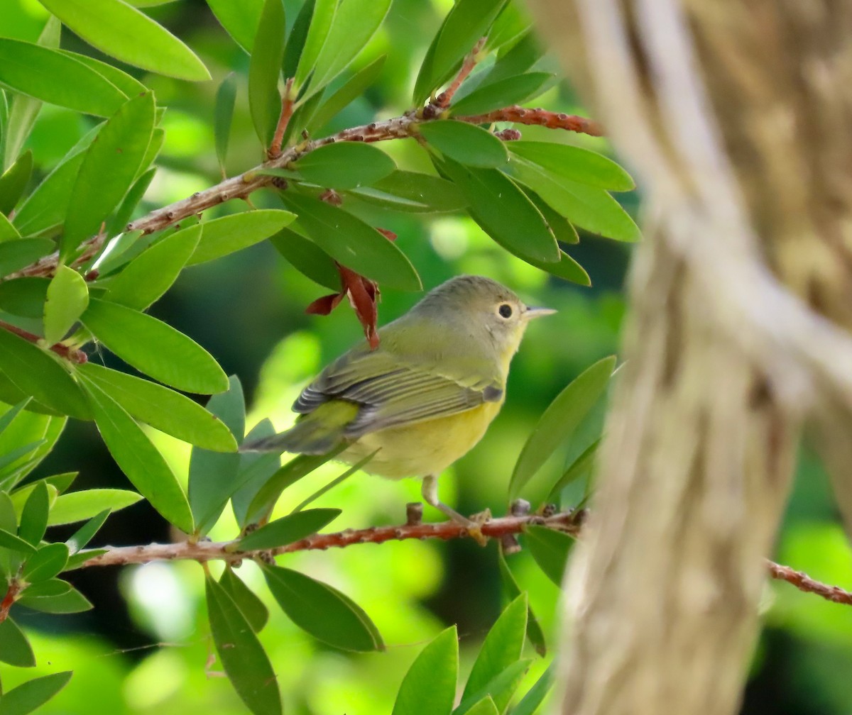 Nashville Warbler - ML646674371