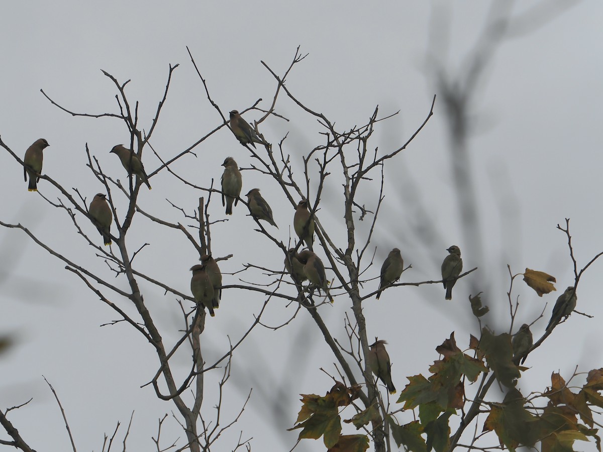 Cedar Waxwing - ML646674372