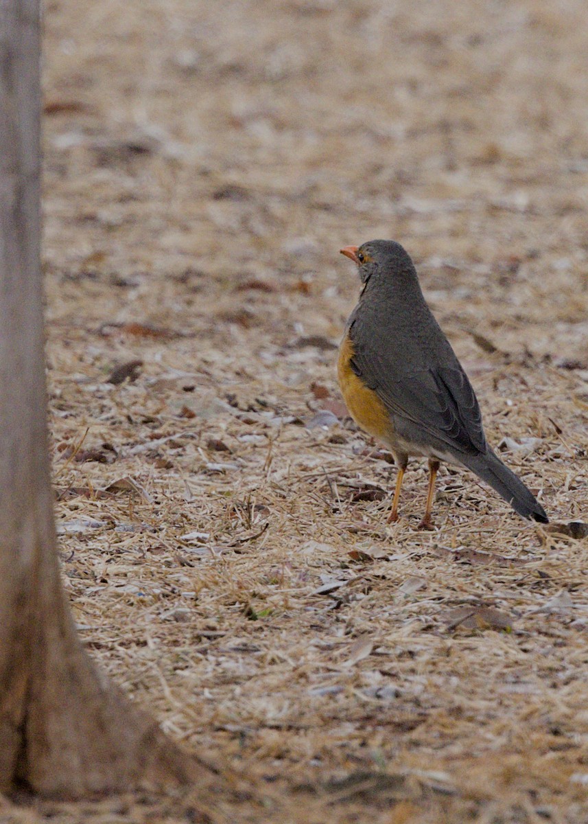 キアシオリーブツグミ - ML646674373