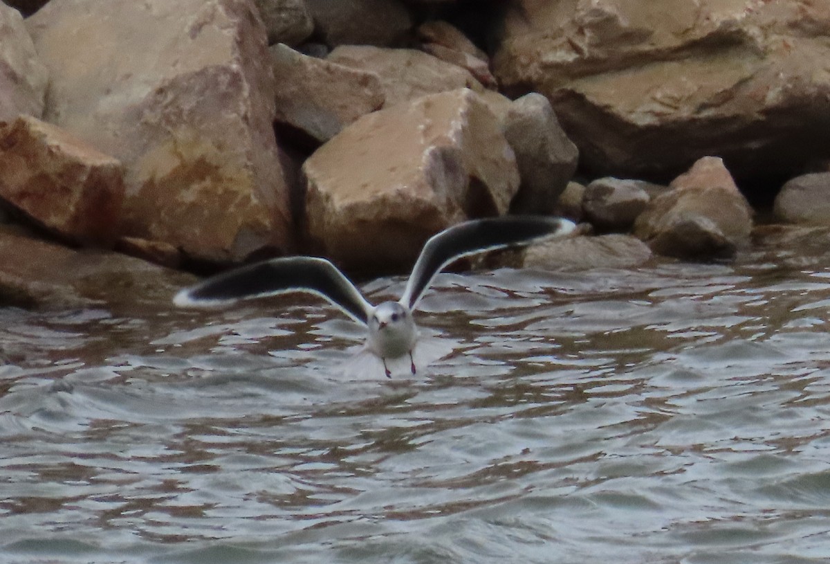 Little Gull - ML646674374