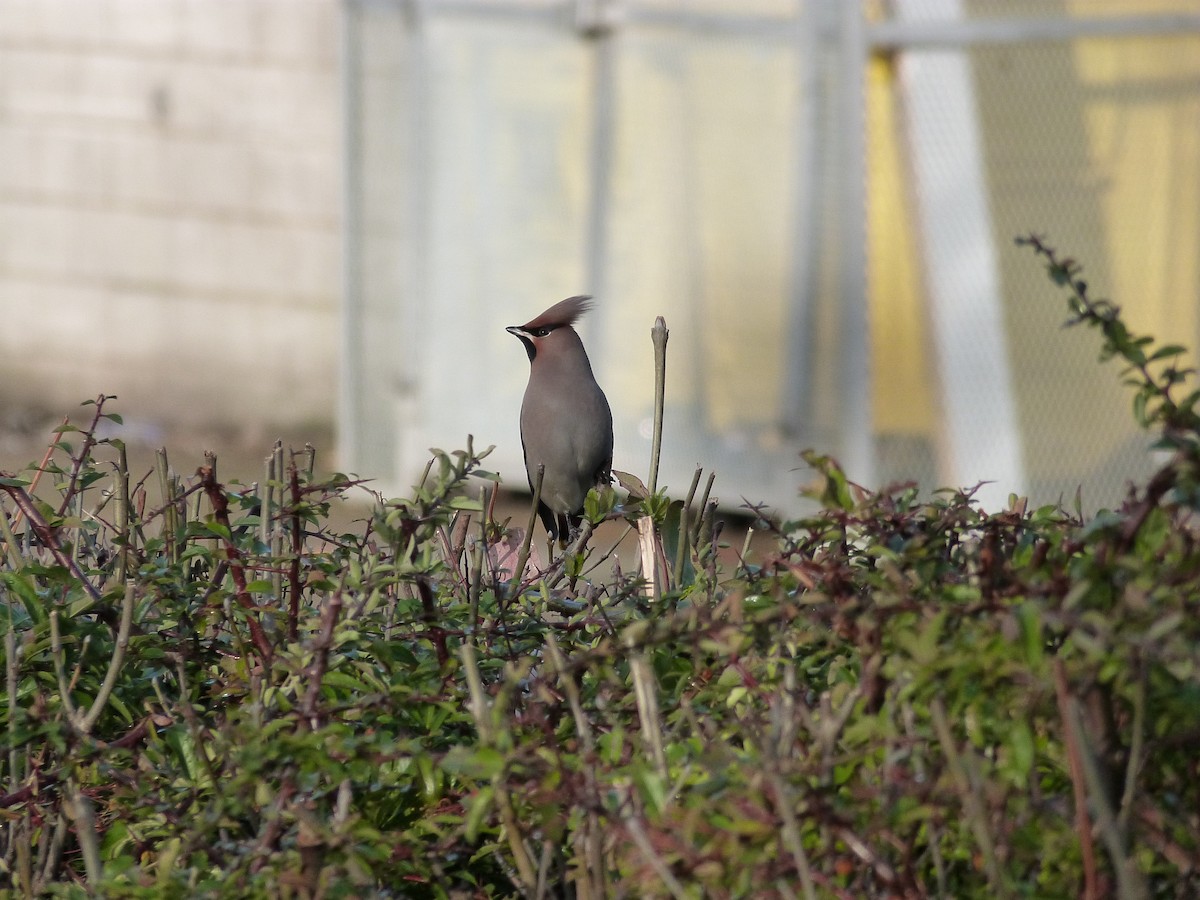 キレンジャク - ML646674377