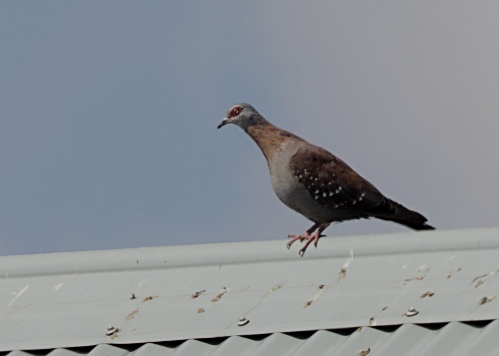 Speckled Pigeon - ML646674379