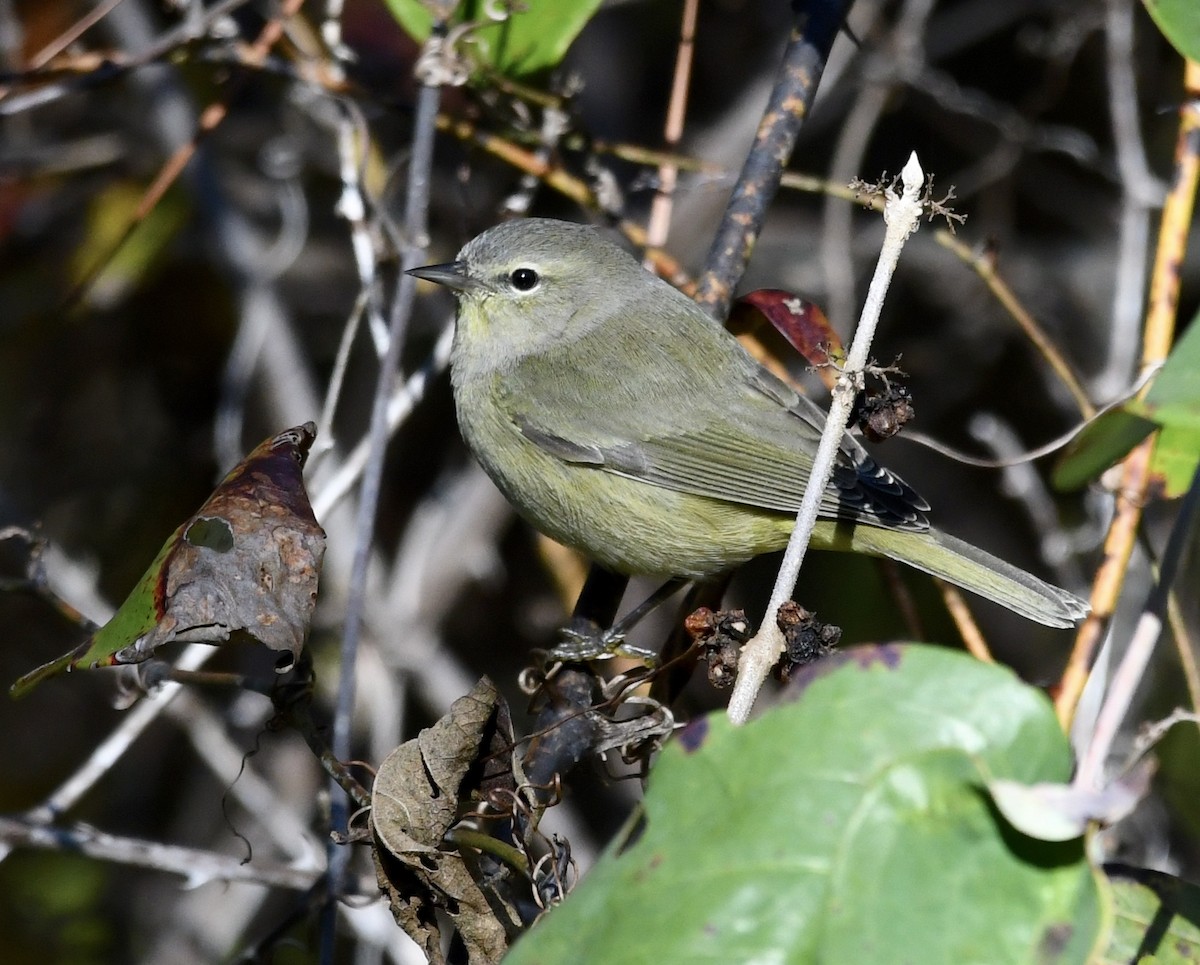 Orange-crowned Warbler - ML646674380