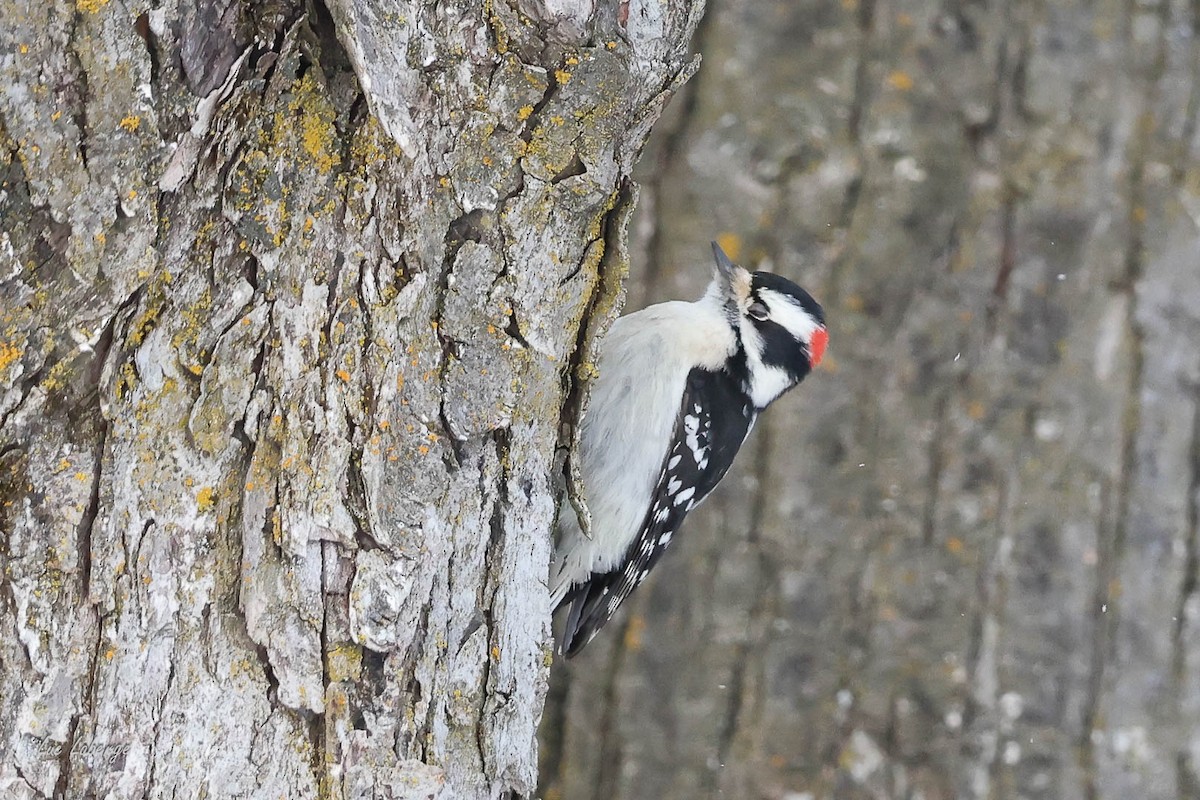 Downy Woodpecker - ML646674381