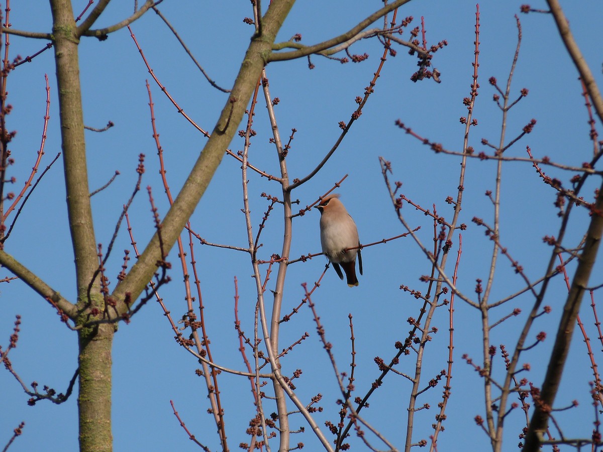 キレンジャク - ML646674388