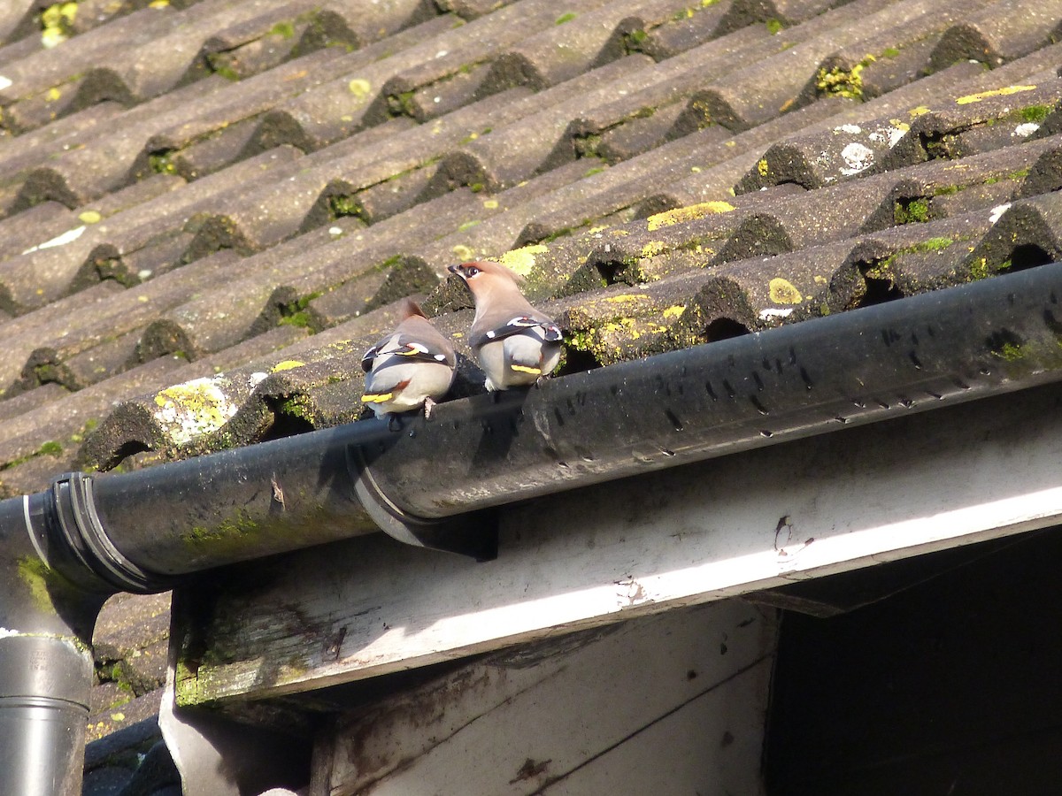 キレンジャク - ML646674390