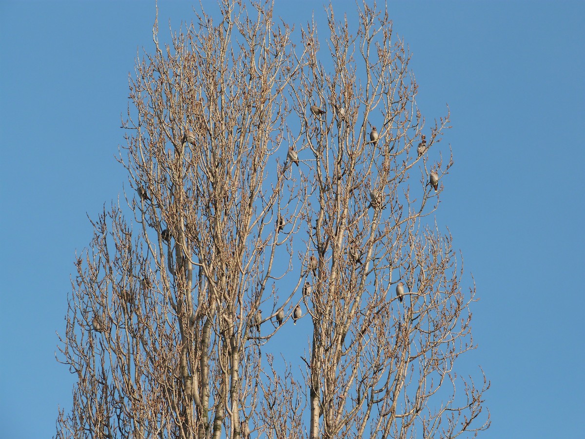 キレンジャク - ML646674392