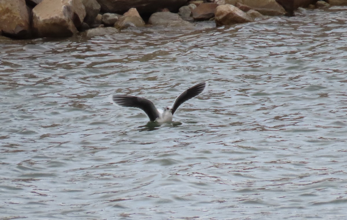 Little Gull - ML646674394