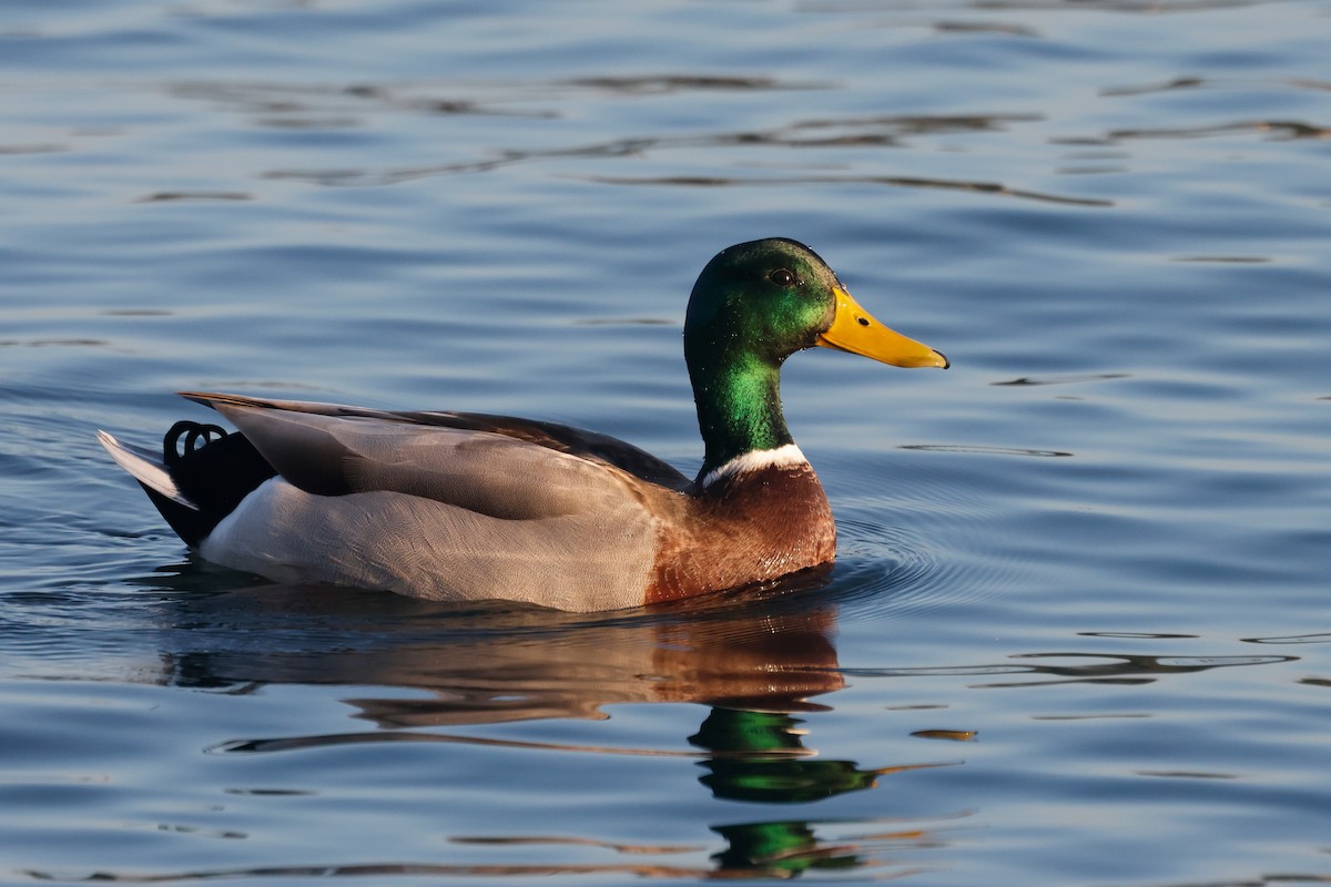 Зэрлэг нугас - ML646674395