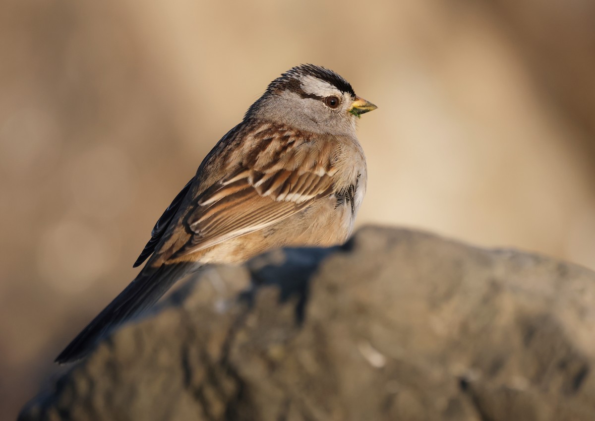 White-crowned Sparrow - ML646674403