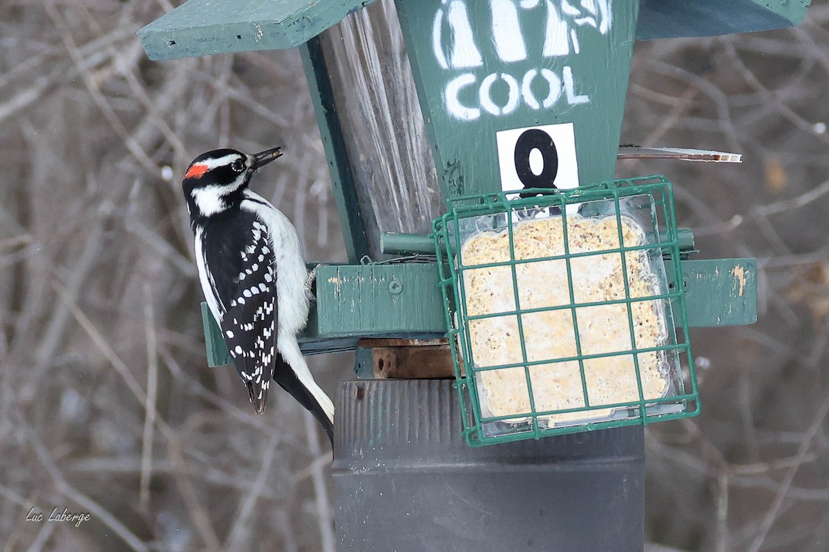 Hairy Woodpecker - ML646674404