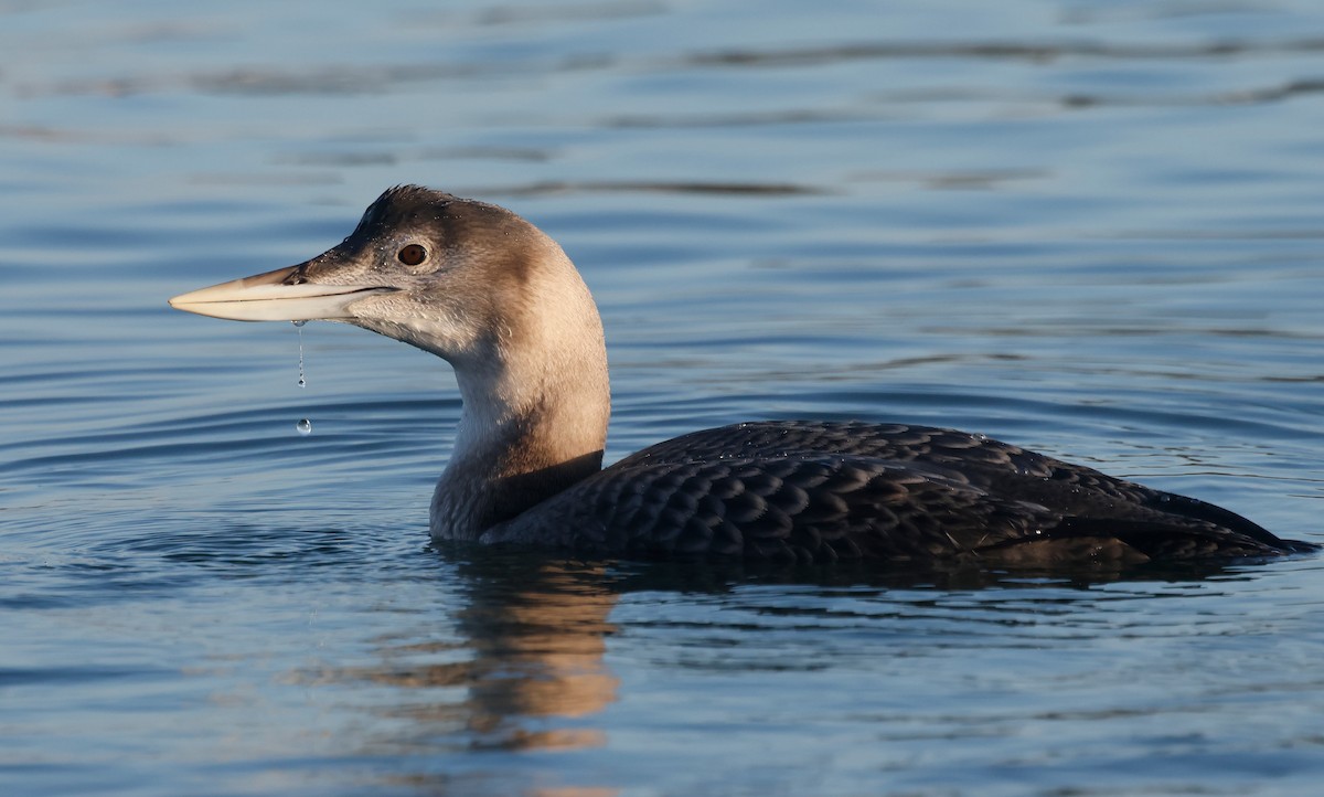 gulnebblom - ML646674405