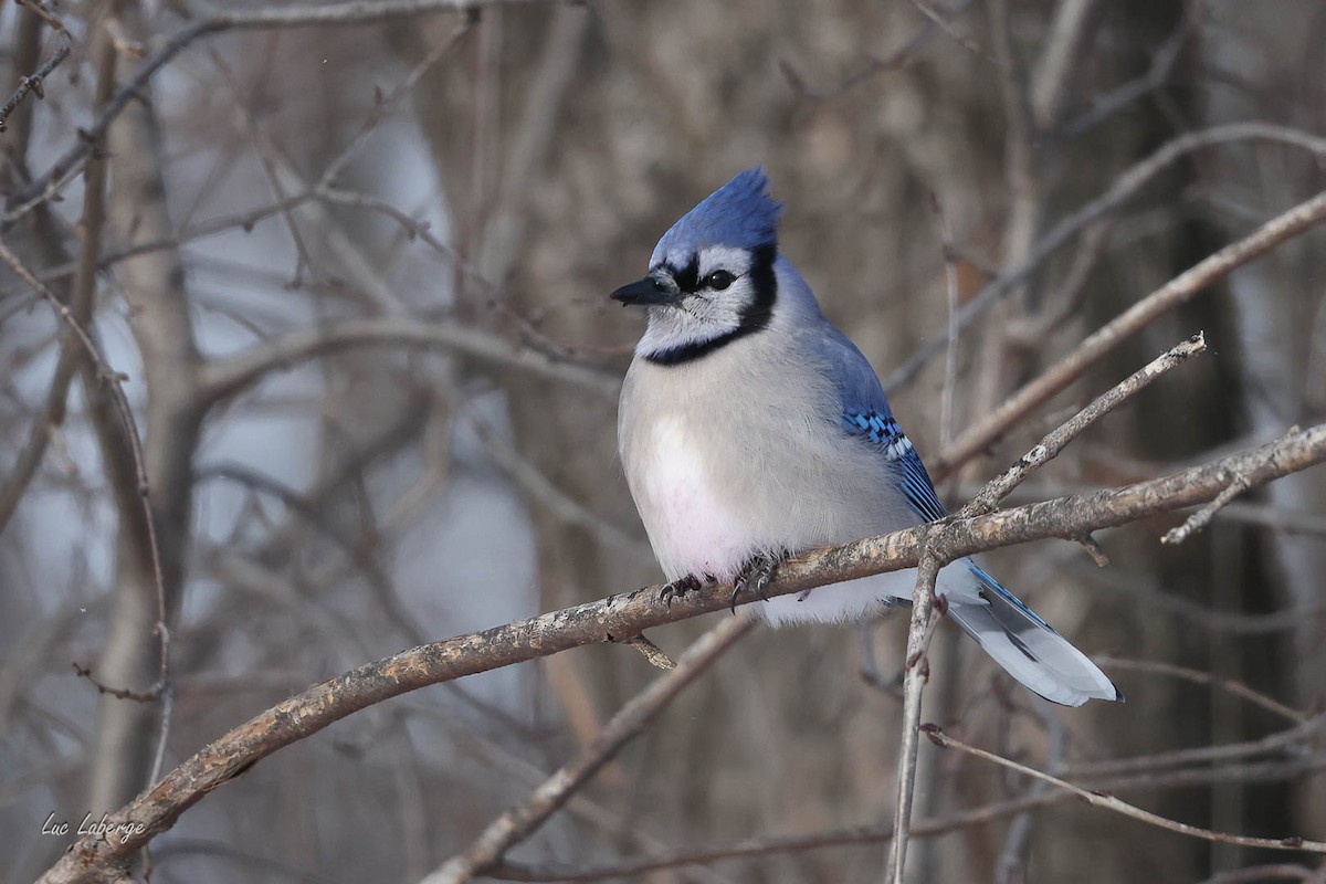 Blue Jay - ML646674407