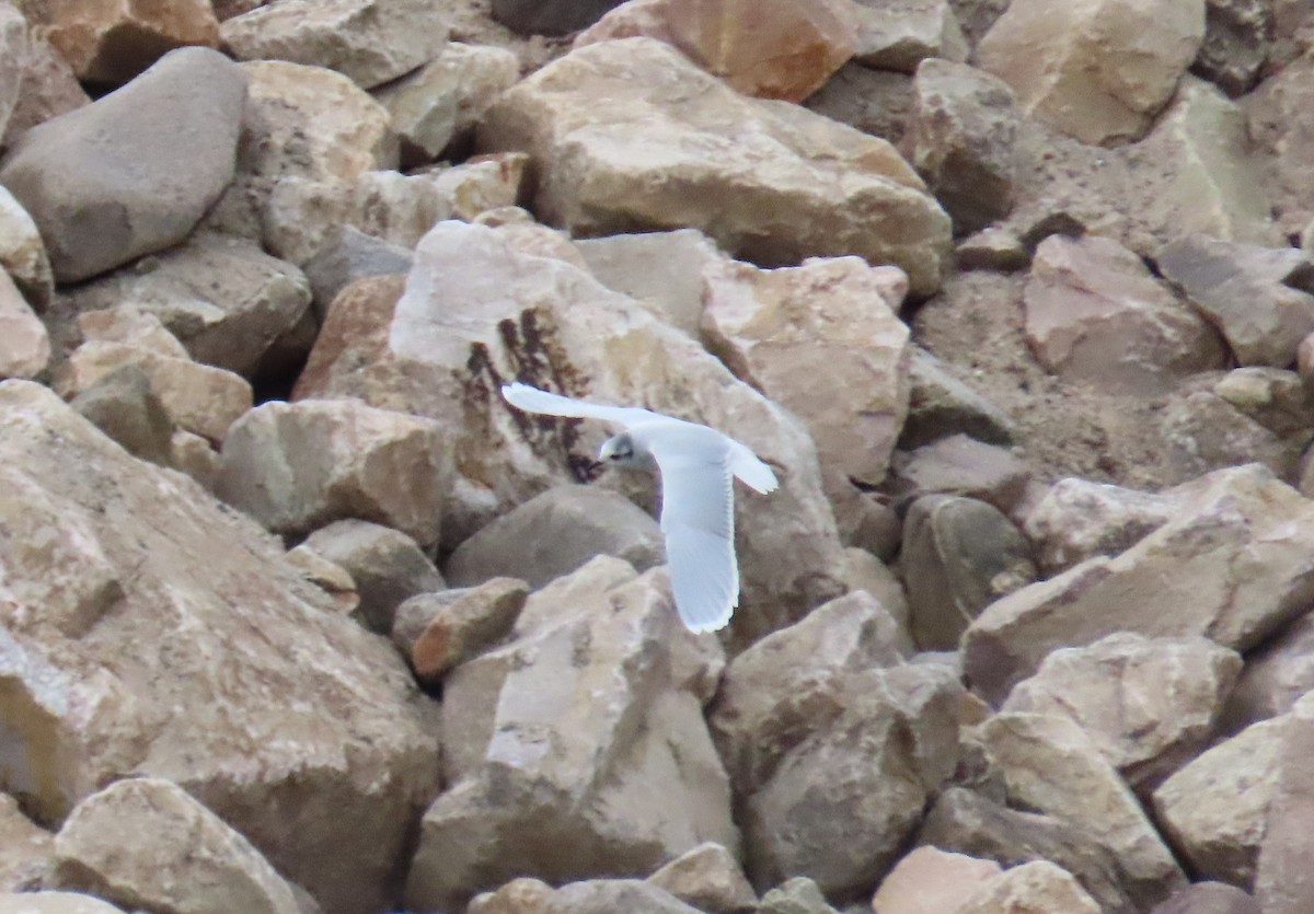 Little Gull - ML646674408