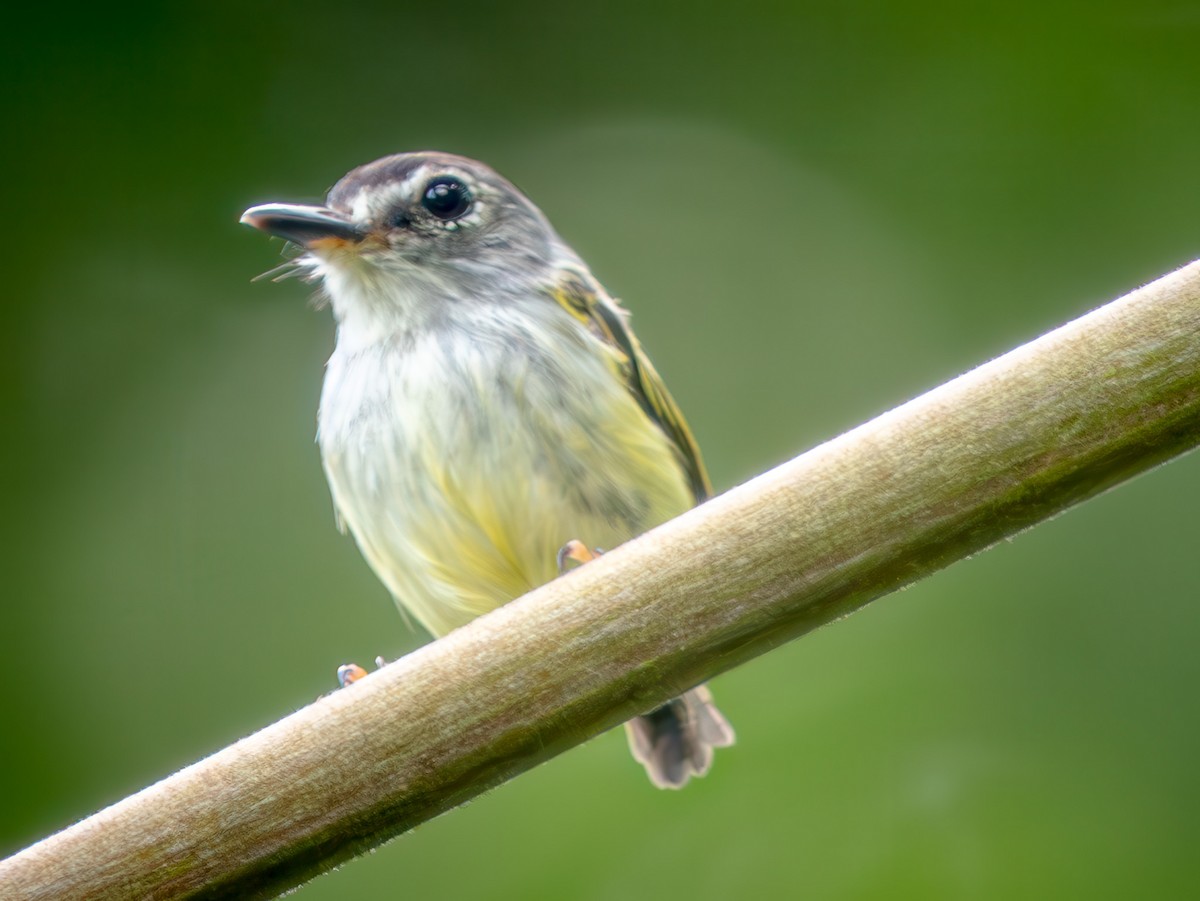 Black-capped Pygmy-Tyrant - ML646674409