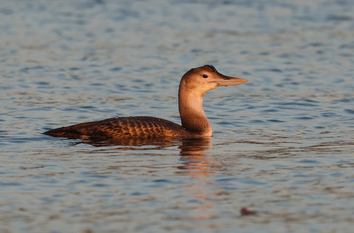 gulnebblom - ML646674421