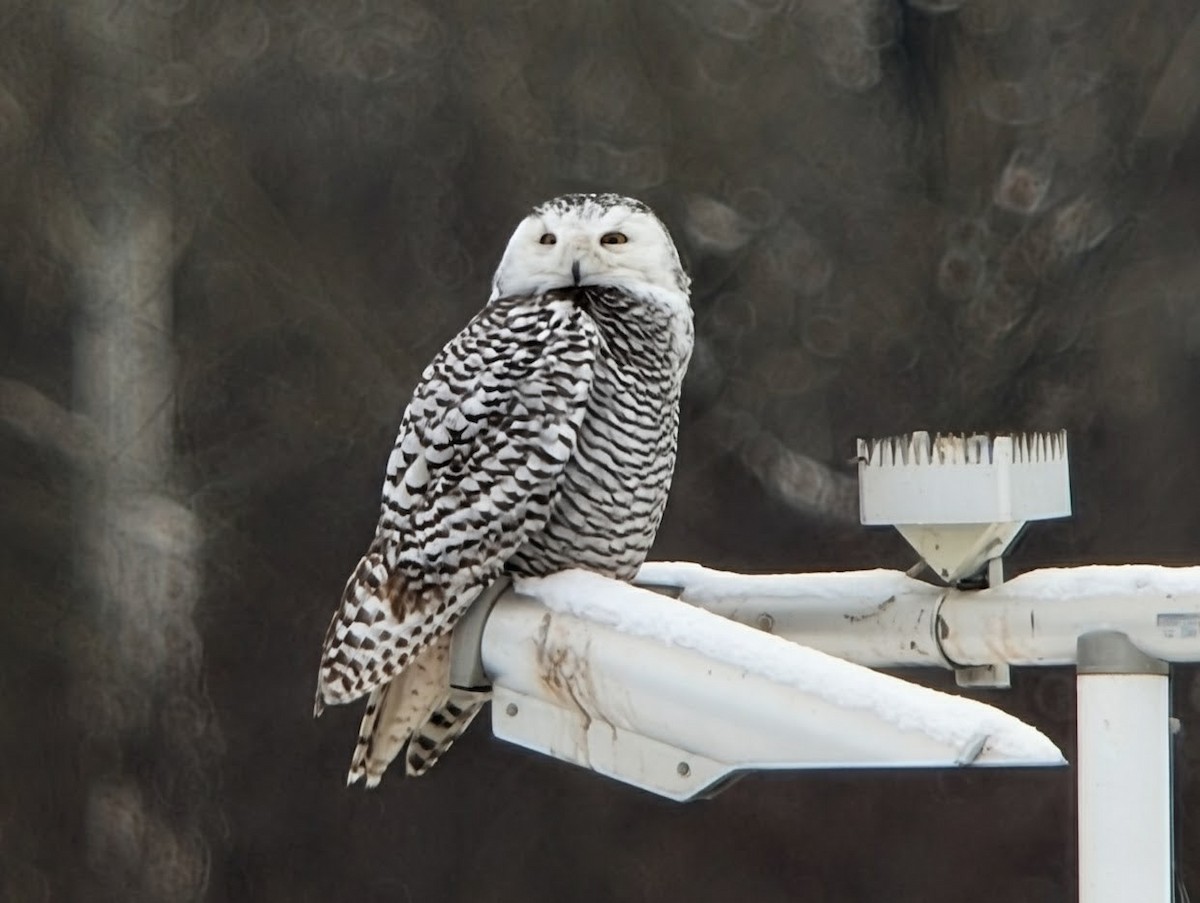 Snowy Owl - ML646674422