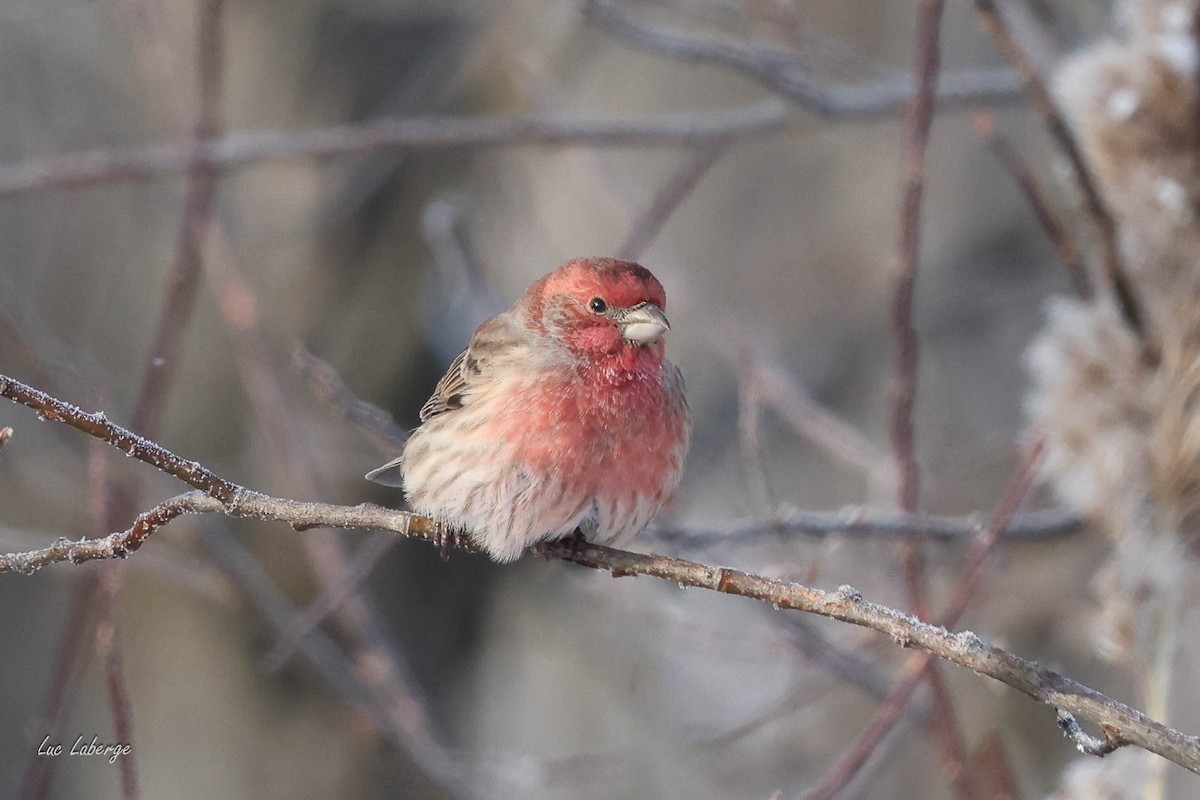 House Finch - ML646674426