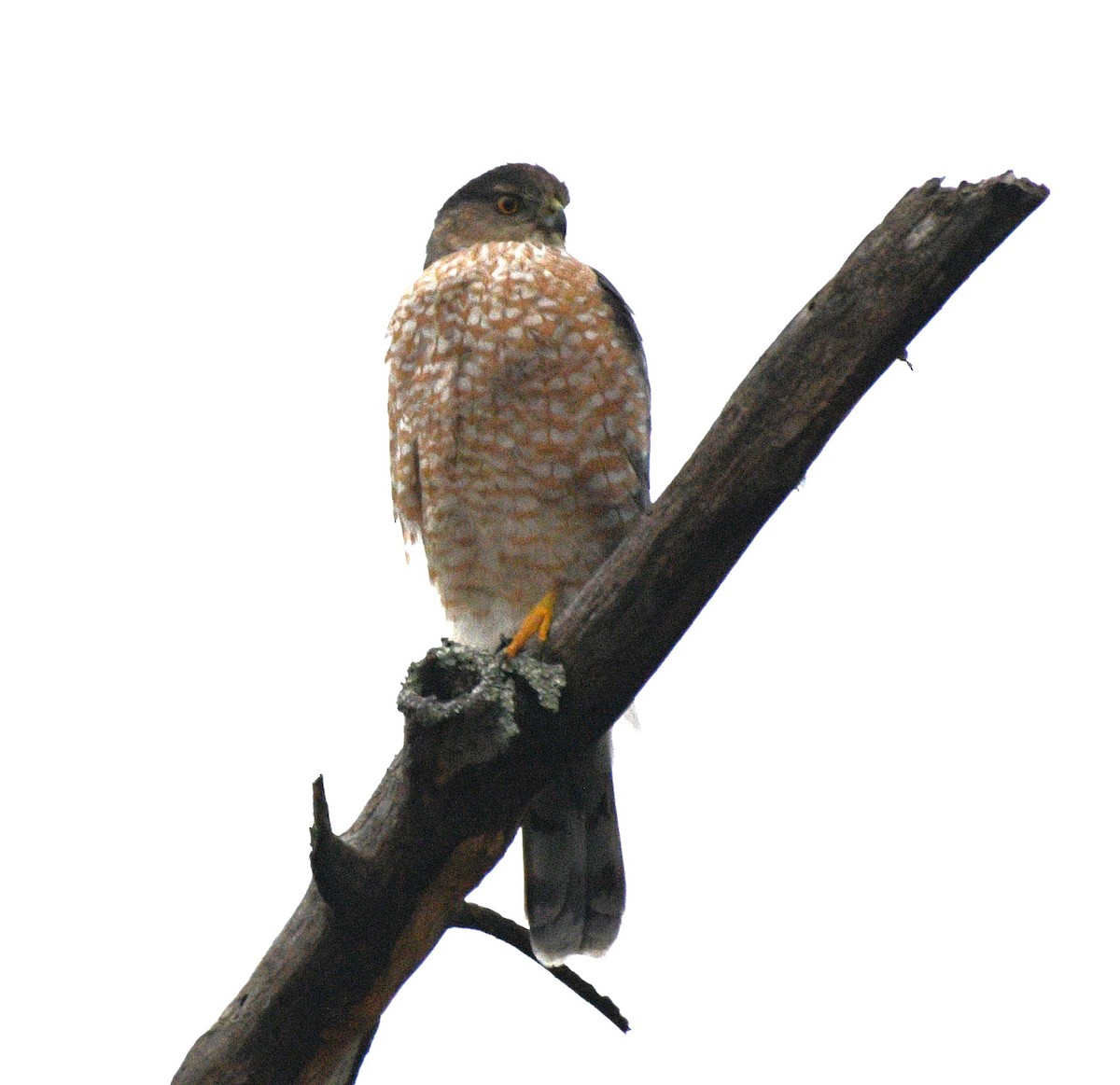 Cooper's Hawk - ML646674429