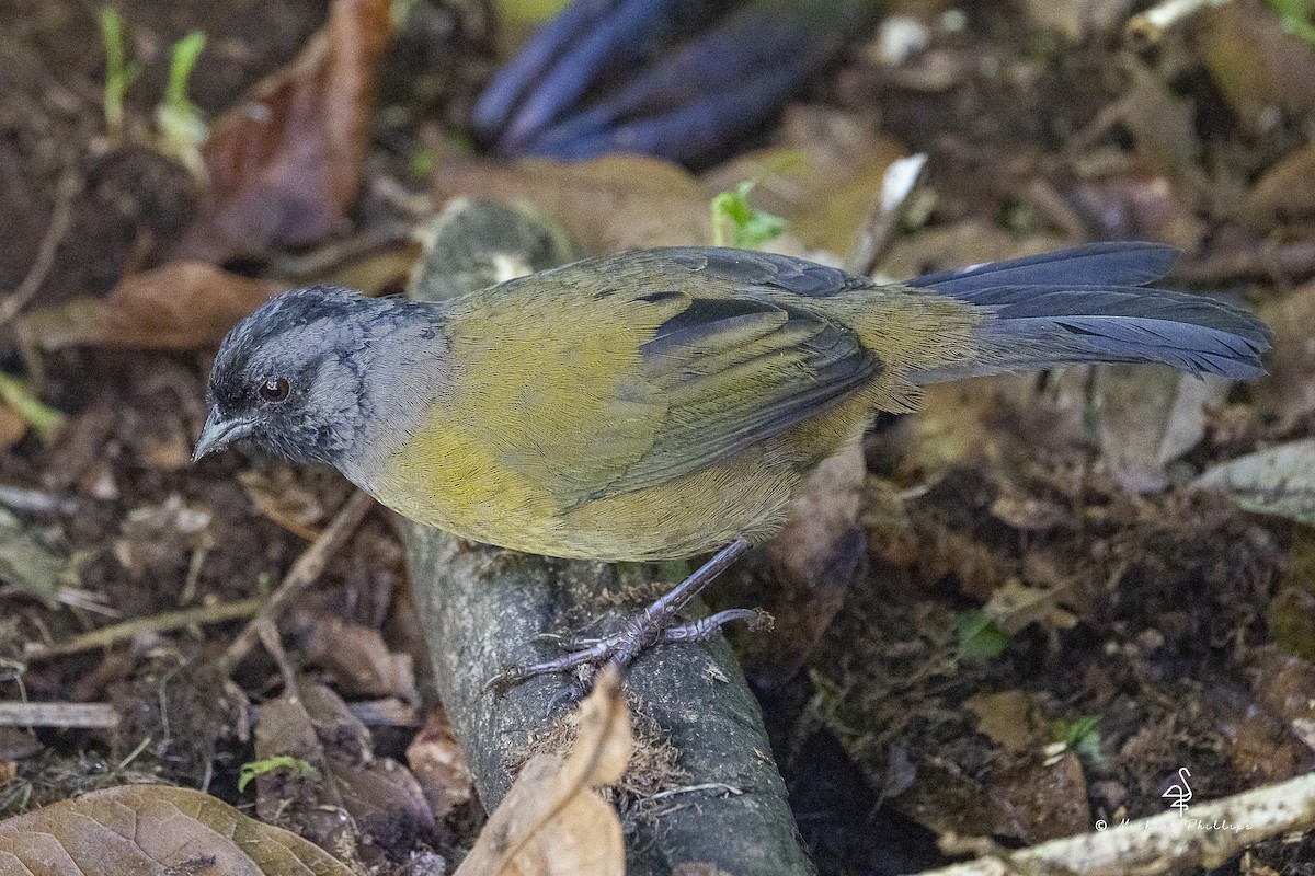 Пасовник великоногий - ML646674435