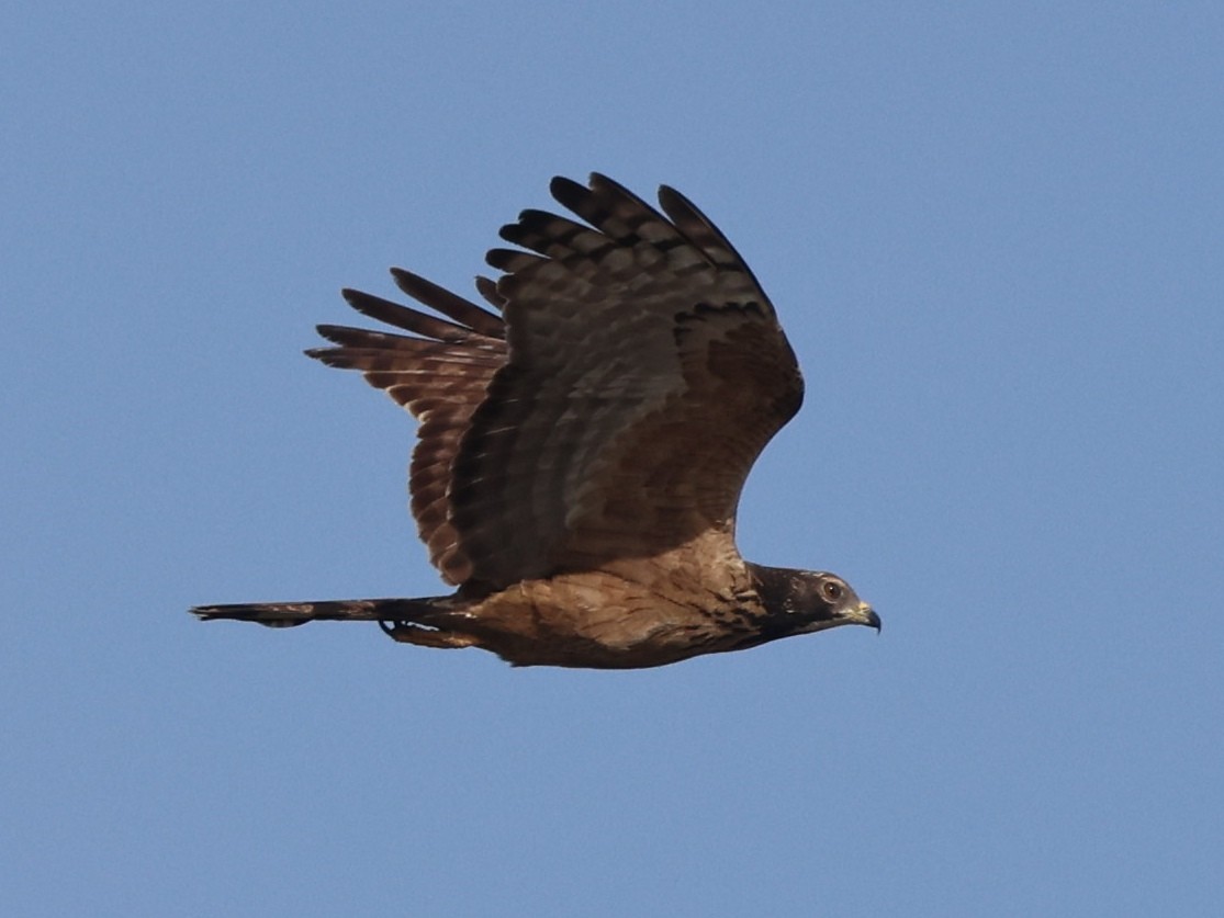 Согсоот гоорбис - ML646674437