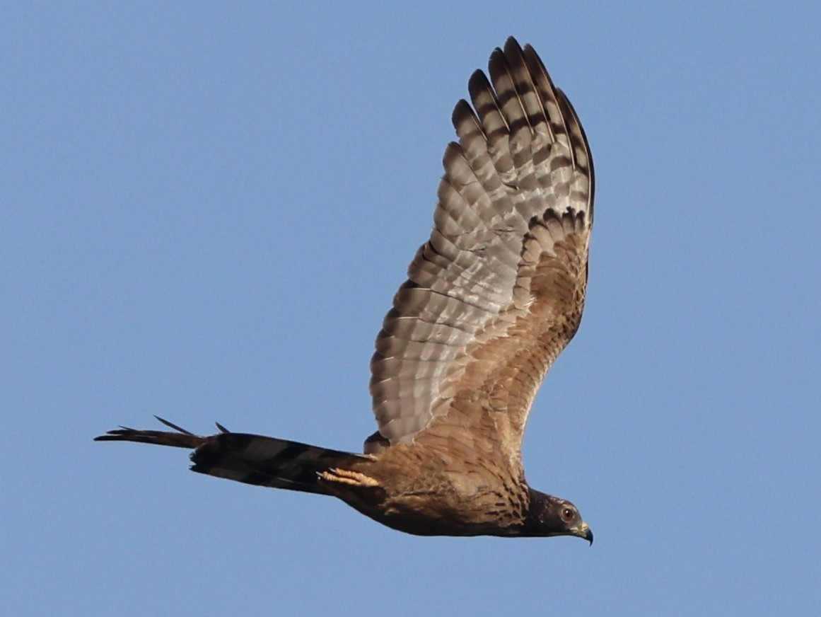 Согсоот гоорбис - ML646674438