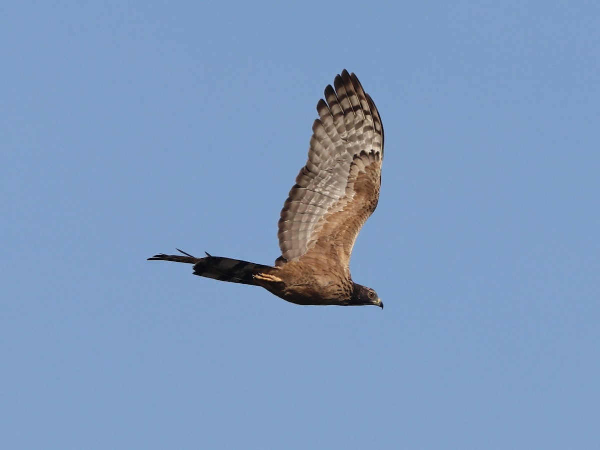 Согсоот гоорбис - ML646674440