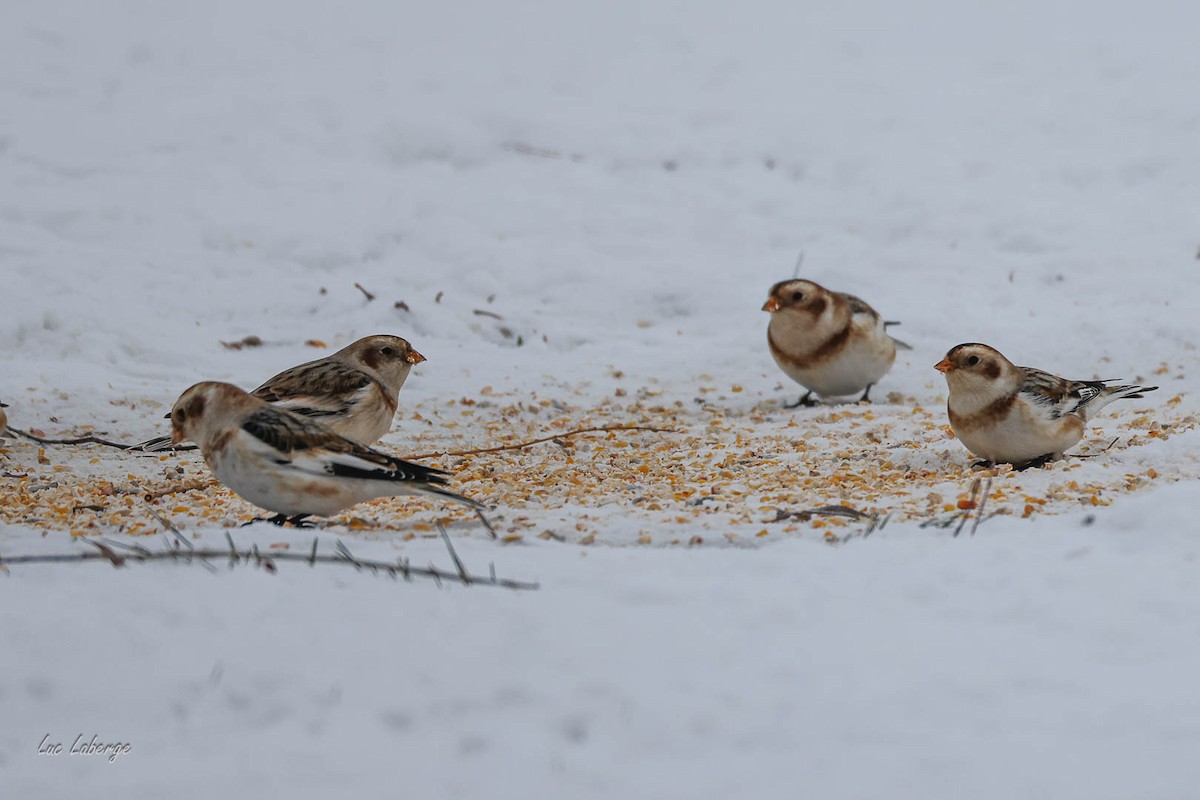 Snow Bunting - ML646674441
