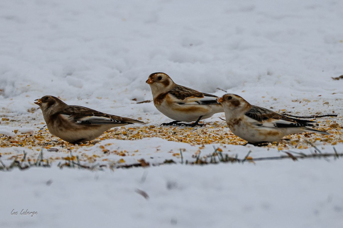 Snow Bunting - ML646674442