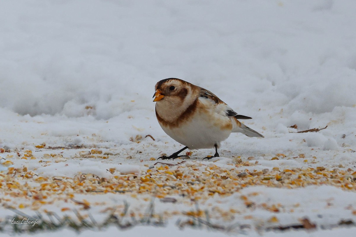 Snow Bunting - ML646674443