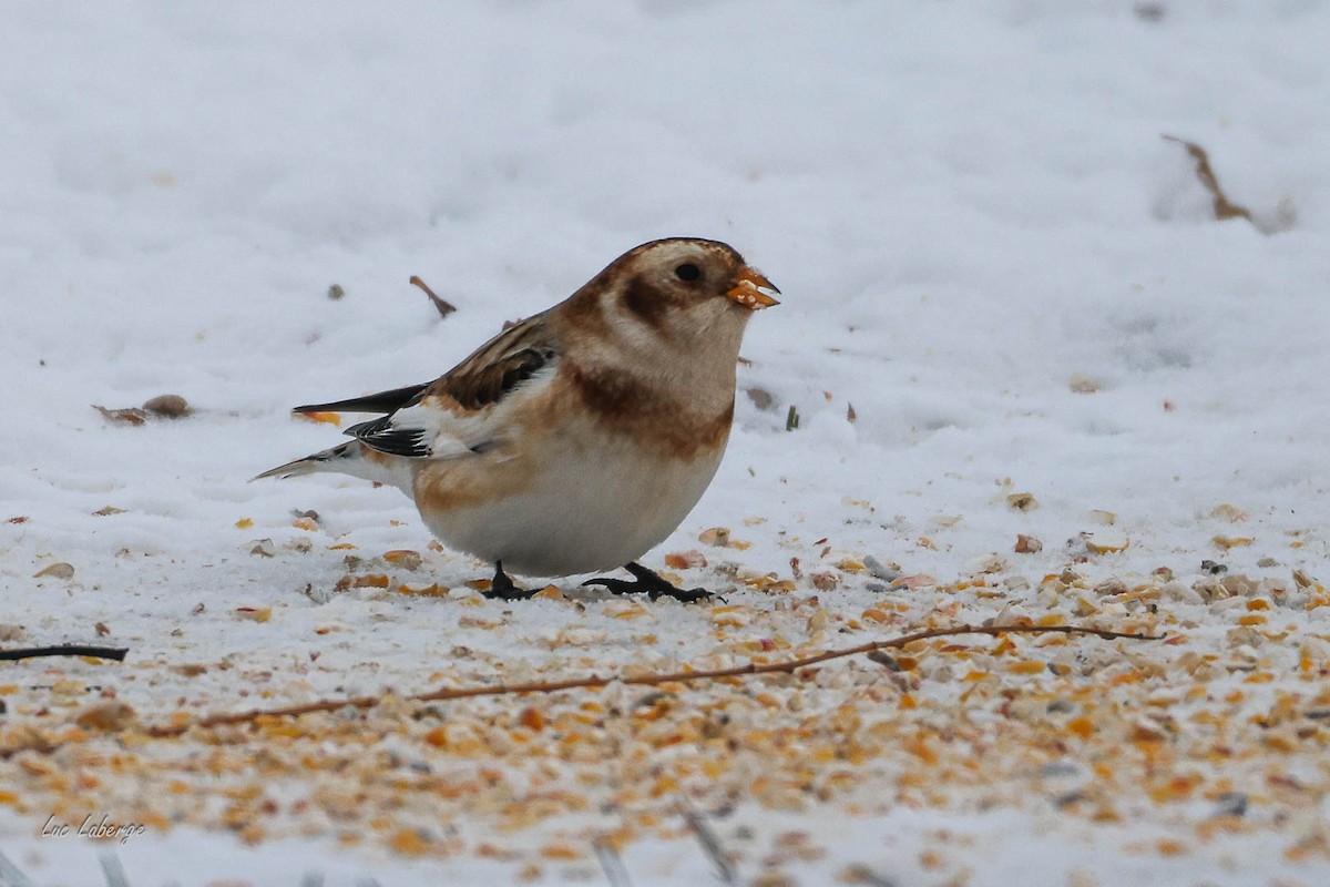 Snow Bunting - ML646674444