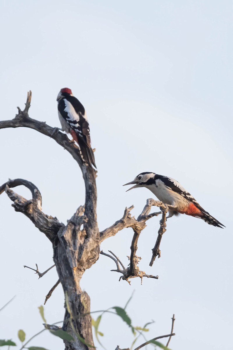 Sind Woodpecker - ML646674448