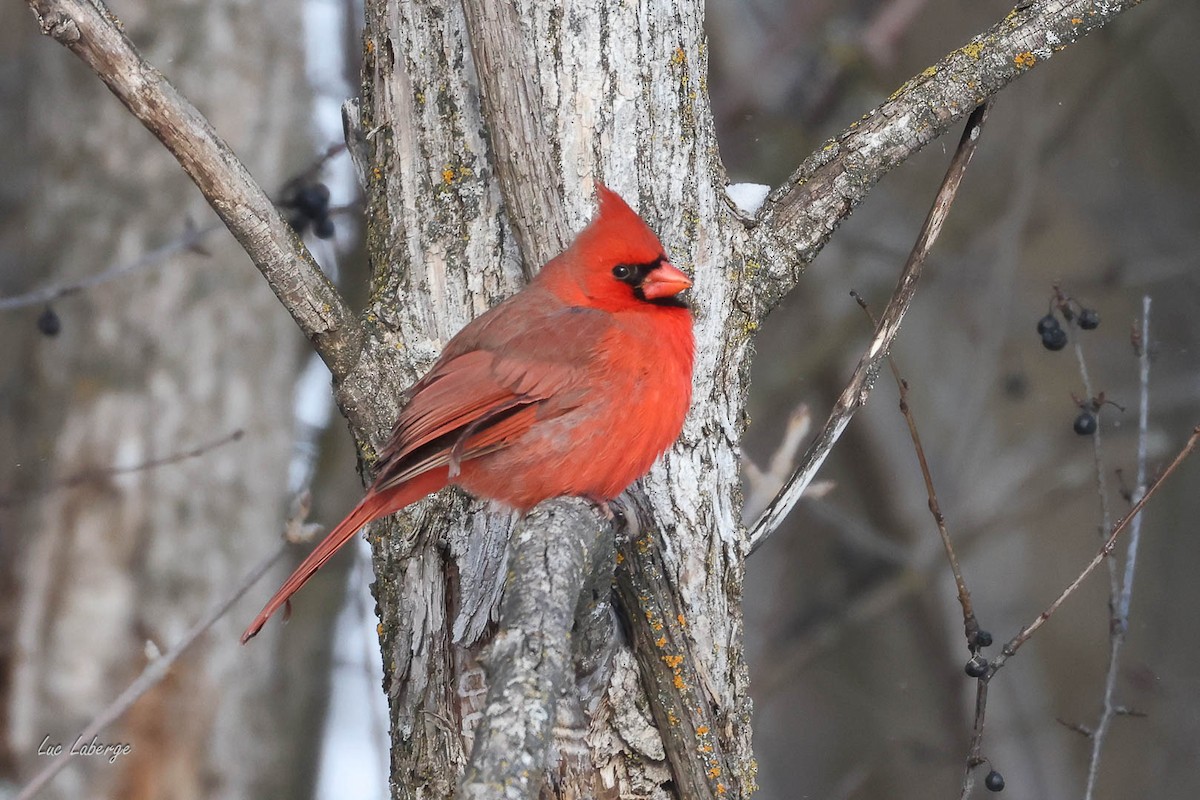 Cardinal rouge - ML646674455